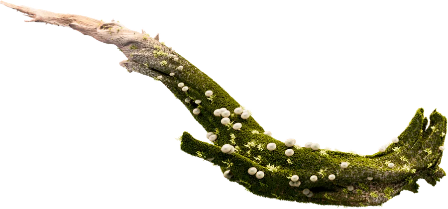 Mushroom Growth — render